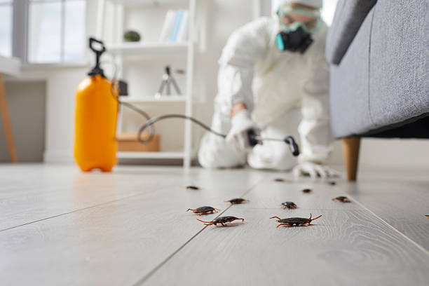 Post-Treatment Bed Bug Interceptor Monitoring in Golden Triangle